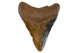 Fossil Megalodon Tooth - South Carolina #130085-1